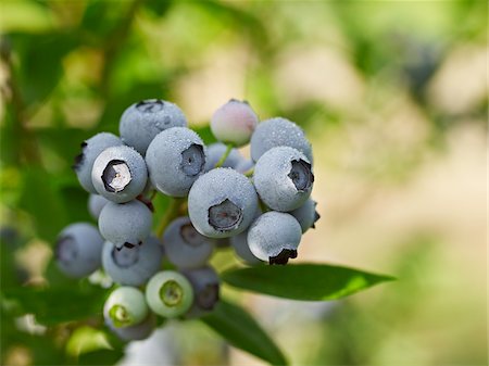 Blueberries, Barrie, Ontario, Canada Stock Photo - Premium Royalty-Free, Code: 600-05855164