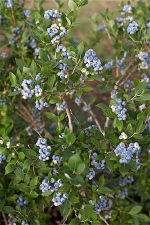 shrubs - Blueberries, Barrie, Ontario, Canada Stock Photo - Premium Royalty-Free, Code: 600-05855166