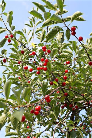 Sour Cherries, Beamsville, Niagara Region, Ontario, Canada Stock Photo - Premium Royalty-Free, Code: 600-05855175