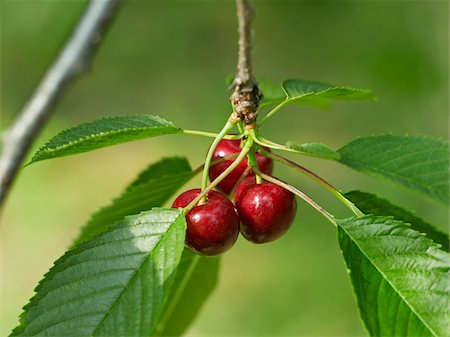 summer fruit - Sweet Cherries, Beamsville, Niagara Region, Ontario, Canada Stock Photo - Premium Royalty-Free, Code: 600-05855177