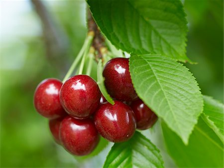 Sweet Cherries, Beamsville, Niagara Region, Ontario, Canada Foto de stock - Sin royalties Premium, Código: 600-05855178
