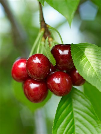 fruit color - Sweet Cherries, Beamsville, Niagara Region, Ontario, Canada Foto de stock - Sin royalties Premium, Código: 600-05855179