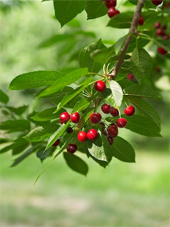 Sour Cherries, Beamsville, Niagara Region, Ontario, Canada Foto de stock - Sin royalties Premium, Código: 600-05855173