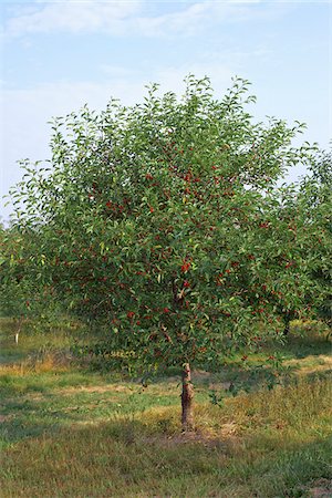 fruit tree - Sour Cherries, Beamsville, Niagara Region, Ontario, Canada Stock Photo - Premium Royalty-Free, Code: 600-05855180