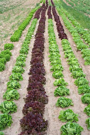 furrow - Boston and Romaine Lettuce, Fenwick, Ontario, Canada Stock Photo - Premium Royalty-Free, Code: 600-05855206