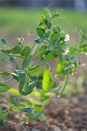 Peas, Fenwick, Ontario, Canada Stock Photo - Premium Royalty-Free, Code: 600-05855217