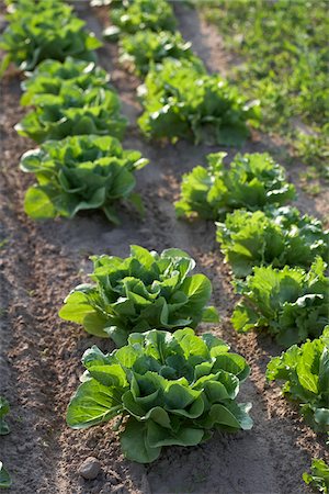 furrow - Romaine and Leaf Lettuce, Fenwick, Ontario, Canada Stock Photo - Premium Royalty-Free, Code: 600-05855219