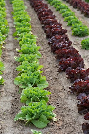 furrow - Romaine and Leaf Lettuce, Fenwick, Ontario, Canada Stock Photo - Premium Royalty-Free, Code: 600-05855211