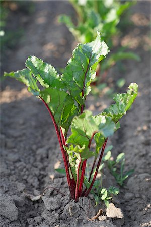 Beets, Fenwick, Ontario, Canada Stock Photo - Premium Royalty-Free, Code: 600-05855224