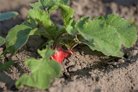 furrow - Radish, Fenwick, Ontario, Canada Stock Photo - Premium Royalty-Free, Code: 600-05855221