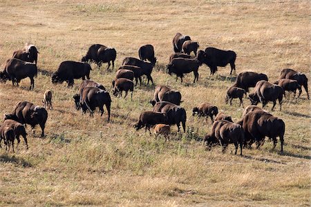 Troupeau de Bison, Bison Tacarsey Ranch, Pincher Creek, Alberta, Canada Photographie de stock - Premium Libres de Droits, Code: 600-05855347