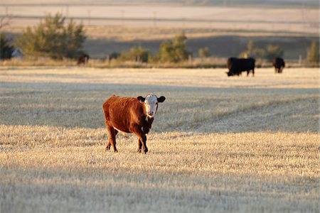 Calf in Field, Pincher Creek, Alberta, Canada Foto de stock - Sin royalties Premium, Código: 600-05855361