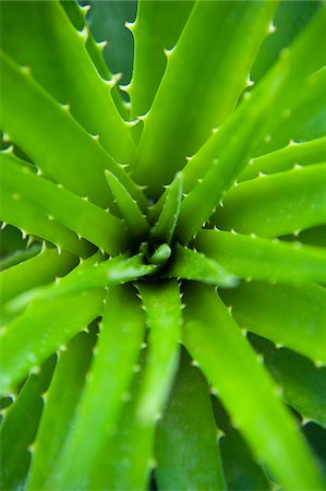 planta - Close-up of Aloe Plant, Atlantic Forest, Ilha do Mel, Parana, Brazil Foto de stock - Sin royalties Premium, Código: 600-05947902
