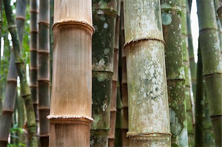 Close-up of Bamboo Trees, Botanical Gardens, Rio de Janeiro, Brazil Foto de stock - Sin royalties Premium, Código: 600-05947903