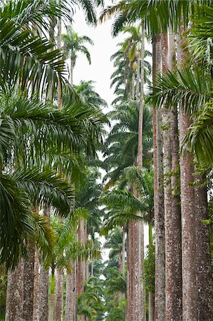 Palm Trees, Botanical Gardens, Rio de Janeiro, Brazil Foto de stock - Sin royalties Premium, Código: 600-05947918