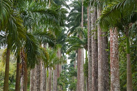 Palm Trees, Botanical Gardens, Rio de Janeiro, Brazil Foto de stock - Sin royalties Premium, Código: 600-05947919