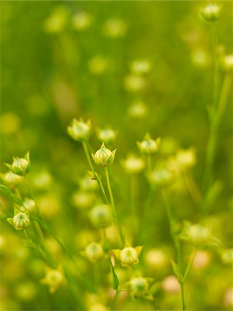 detalles de la naturaleza - Close-up of Canola Plants, Alberta, Canada Foto de stock - Sin royalties Premium, Código: 600-05948094