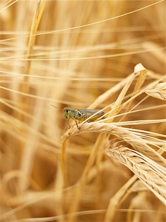 Grasshopper on Wheat Stalk in Field, Alberta, Canada Foto de stock - Sin royalties Premium, Código: 600-05948095