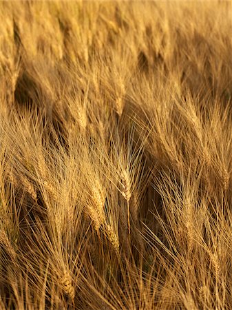 Wheat Field at Sunset, Alberta, Canada Foto de stock - Sin royalties Premium, Código: 600-05948098