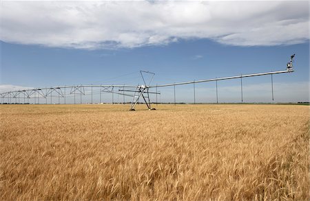 sprinkler not people - Irrigation Sprinkler Watering Wheat Field, Alberta, Canada Stock Photo - Premium Royalty-Free, Code: 600-05948107