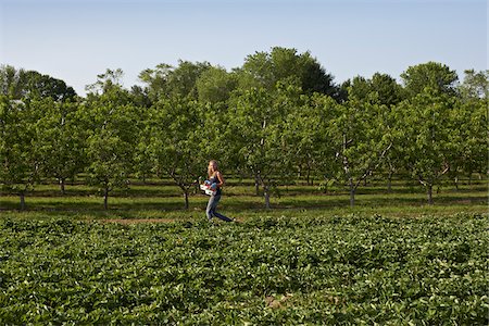 simsearch:600-05855179,k - Young Woman Harvesting Strawberries, Fenwick, Pelham, Ontario, Canada Stock Photo - Premium Royalty-Free, Code: 600-05974111