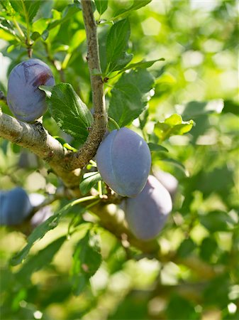 Plums on Tree Branches, Hipple Farms, Beamsville, Ontario, Canada Foto de stock - Sin royalties Premium, Código: 600-05973014