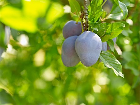 simsearch:600-07067512,k - Plums on Tree Branches, Hipple Farms, Beamsville, Ontario, Canada Foto de stock - Sin royalties Premium, Código: 600-05973016