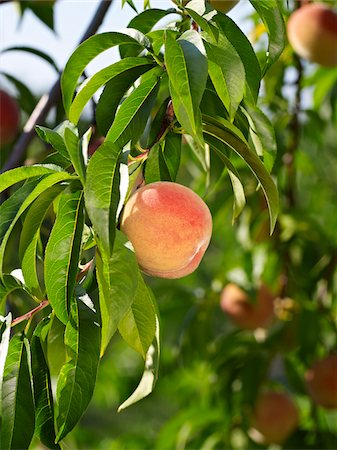 peach (fruit) - Peaches on Tree Branches, Hipple Farms, Beamsville, Ontario, Canada Foto de stock - Sin royalties Premium, Código: 600-05973018