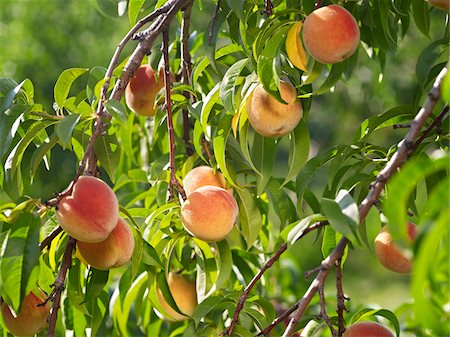 Peaches sur arbre Branches, fermes Hipple, Beamsville, Ontario, Canada Photographie de stock - Premium Libres de Droits, Code: 600-05973019