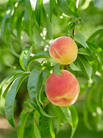 duraznero - Peaches sur arbre Branches, fermes Hipple, Beamsville, Ontario, Canada Photographie de stock - Premium Libres de Droits, Code: 600-05973012