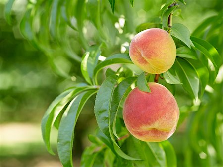 Peaches sur arbre Branches, fermes Hipple, Beamsville, Ontario, Canada Photographie de stock - Premium Libres de Droits, Code: 600-05973013