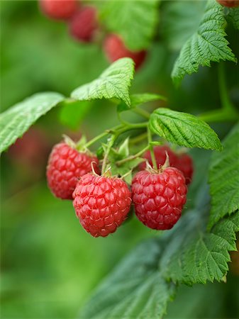 summer fruit - Close-up of Raspberries, Barrie Hill Farms, Barrie, Ontario, Canada Stock Photo - Premium Royalty-Free, Code: 600-05973029