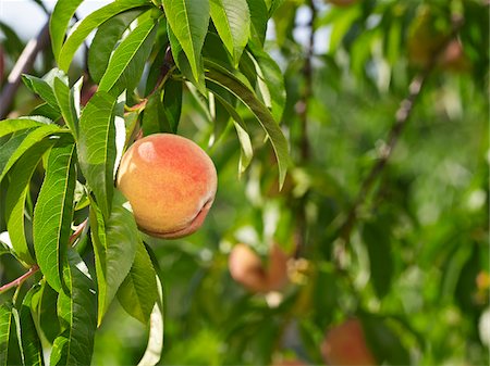 peach (fruit) - Peaches on Tree Branches, Hipple Farms, Beamsville, Ontario, Canada Stock Photo - Premium Royalty-Free, Code: 600-05973020
