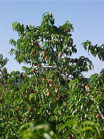 simsearch:600-05973563,k - Peaches Trees in Orchard, Hipple Farms, Beamsville, Ontario, Canada Stock Photo - Premium Royalty-Free, Code: 600-05973021