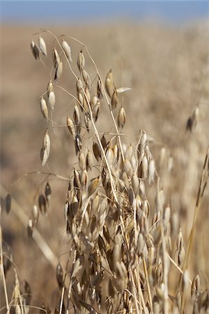 Oats, Starbuck, Macdonald, Manitoba, Canada Foto de stock - Sin royalties Premium, Código: 600-05973189