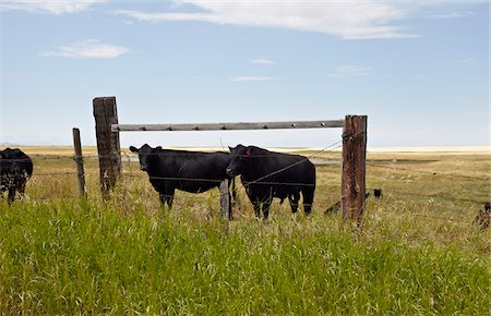 farming in prairies - Black Beef Cattle in Field, Pincher Creek, Alberta, Canada Stock Photo - Premium Royalty-Free, Code: 600-05973387