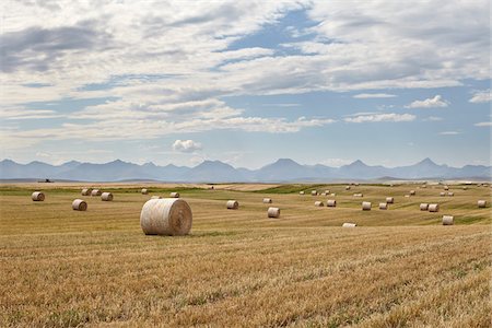 simsearch:600-05948109,k - Bottes de foin dans les champs de blé, Rocky Mountains, à Distance, Pincher Creek, Alberta, Canada Photographie de stock - Premium Libres de Droits, Code: 600-05973388