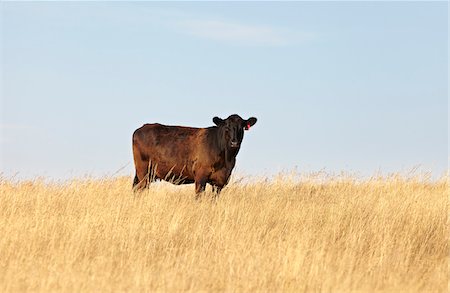 Beef Cow Standing in Field, Pincher Creek, Alberta, Canada Stock Photo - Premium Royalty-Free, Code: 600-05973394