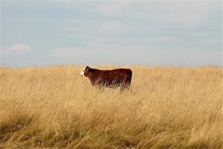 farming and cattle ranching - Beef Cattle Calf Standing in Field, Pincher Creek, Alberta, Canada Stock Photo - Premium Royalty-Free, Code: 600-05973393