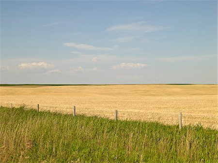 Wheat Field ready for Harvest, Pincher Creek, Alberta, Canada Foto de stock - Sin royalties Premium, Código: 600-05973403
