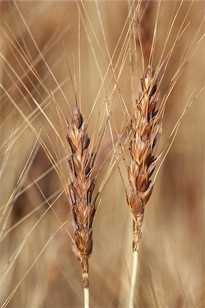 simsearch:600-05973190,k - Close-up of Wheat Stalk Heads, Pincher Creek, Alberta, Canada Stock Photo - Premium Royalty-Free, Code: 600-05973416