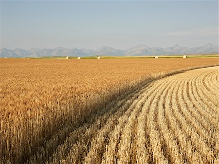 Partially Harvested Wheat Field, Rocky Mountains in Distance, Pincher Creek, Alberta, Canada Stock Photo - Premium Royalty-Free, Code: 600-05973410