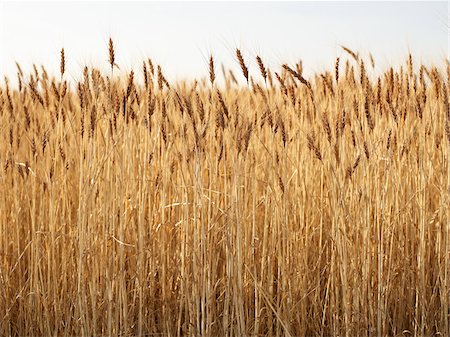 stalk - Close-up of Ripened Wheat Stalks in Field, Pincher Creek, Alberta, Canada Stock Photo - Premium Royalty-Free, Code: 600-05973411