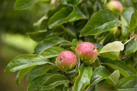 Apples on Tree, Freiburg, Baden-Wurttemberg, Germany Stock Photo - Premium Royalty-Free, Code: 600-05973523