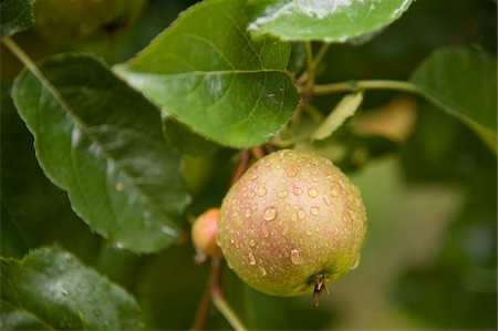 Close-up of Apple on Tree, Freiburg, Baden-Wurttemberg, Germany Foto de stock - Sin royalties Premium, Código: 600-05973536