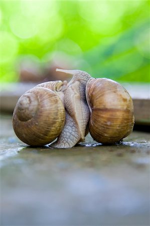 snail - Snails Mating, Freiburg, Baden-Wurttemberg, Germany Foto de stock - Sin royalties Premium, Código: 600-05973539