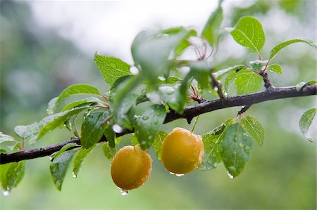 rainy day - Plums on Tree, Freiburg, Baden-Wurttemberg, Germany Foto de stock - Sin royalties Premium, Código: 600-05973541