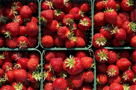 fenwick - Harvested Strawberries, DeVries Farm, Fenwick, Ontario, Canada Fotografie stock - Premium Royalty-Free, Codice: 600-05973554