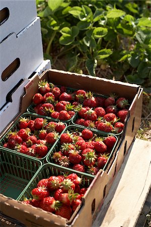 strawberry fruit - Harvested Strawberries, DeVries Farm, Fenwick, Ontario, Canada Foto de stock - Sin royalties Premium, Código: 600-05973555