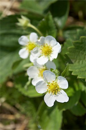 simsearch:600-05973556,k - Strawberry Blossoms, DeVries Farm, Fenwick, Ontario, Canada Stock Photo - Premium Royalty-Free, Code: 600-05973556